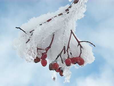 赤い実に雪、バックの青空に映えて　　　白鳥山　　　　03.11.23の画像