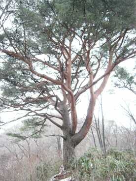 赤松の巨木の画像