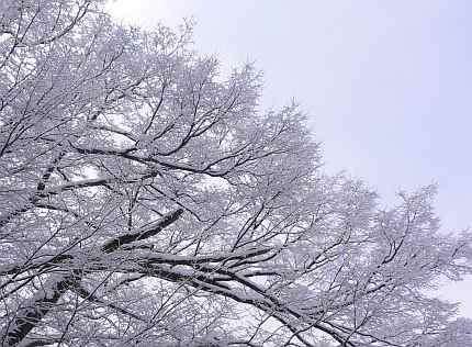 「雪の華」が咲くの画像