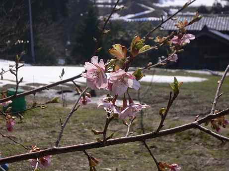 早咲きの桜を見つけての画像