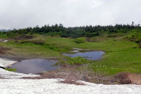水芭蕉咲く黒岩平付近 夏山事前パトにて 11.7.10 写真