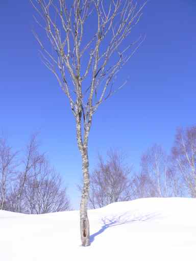 もう、雪の頃が懐かしい…　　　瀬戸蔵山にて　　05.3.7の画像