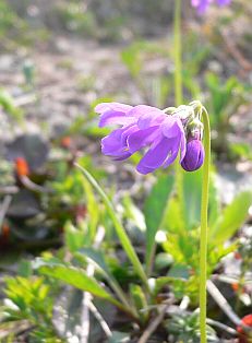 朝陽にまぶしい、咲き出したばかりのハクサンコザクラ　　　05.6.21の画像