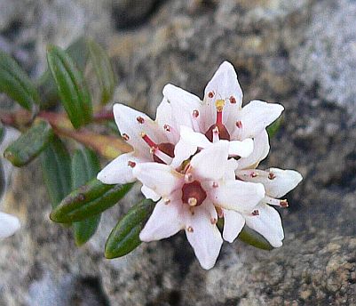 小さな小さな可憐な花を咲かせる、ミネズオウ　　　朝日平にて　　　05.7.28の画像