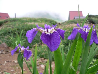 ヒオウギアヤメ　　朝日平にての画像