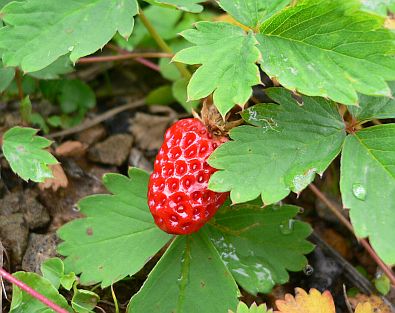 小屋の周りで、ノウゴウイチゴの画像