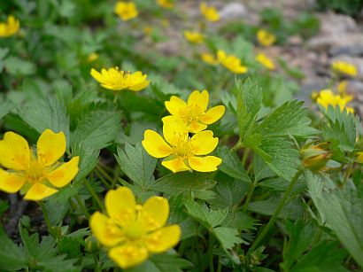 色鮮やかに、ミヤマキンバイの画像