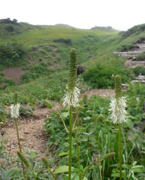 初秋の朝日岳に良く似合う、タカネトウウチソウの画像