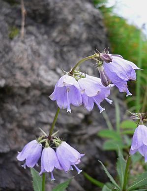 再び 花の名前は難しい 北アルプス 朝日小屋