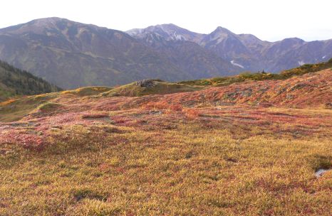 朝陽に、チングルマの草紅葉が鮮やか　　　雪倉岳・白馬岳・旭岳を望むの画像
