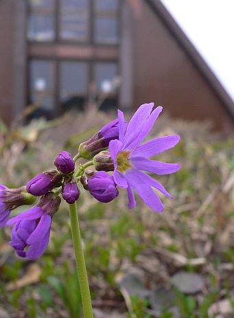 ハクサンコザクラ　　こちらも、ようやく咲き始めての画像