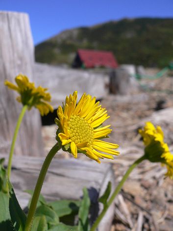 ウサギギク　　朝日平にて　　　06.7.25の画像