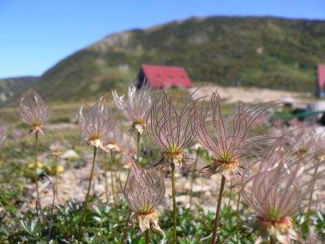 朝日岳と小屋をバックに、木道脇で　　　06.9.25の画像