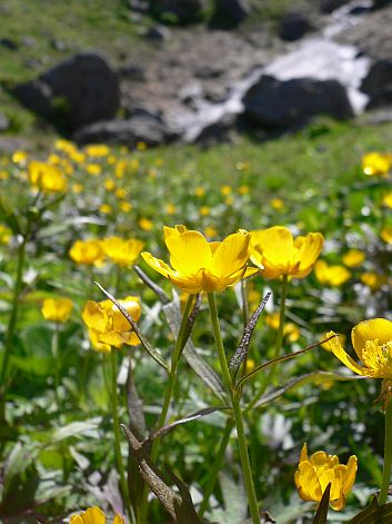 名残りのキンポウゲ咲く、前朝日岳　　奥には、まだ雪が…　　　06.9.25の画像