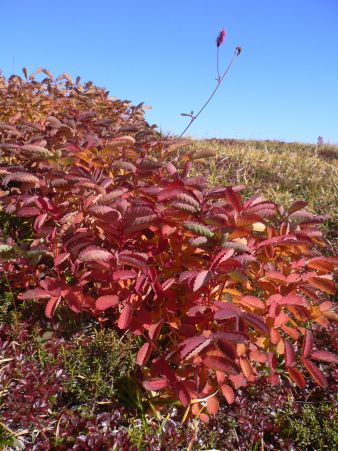 まだ名残りの花を付けながら、葉は真っ赤に染まって　　　今朝の朝日平にて、カライトソウ　　の画像