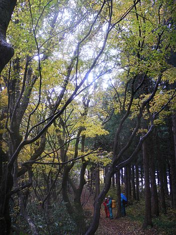 小雨に濡れる黄葉も、とても素敵…の画像