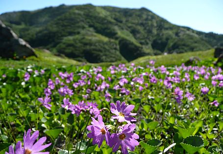 朝陽の中でハクサンコザクラ　　朝日岳をバックに　　07.7.31の画像