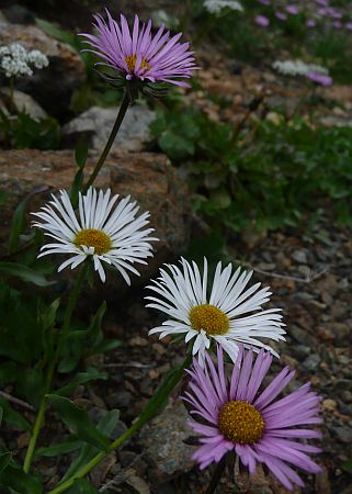 珍しい、ミヤマアズマギクの白花　　　朝日平　　08.9.18の画像