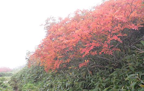 鉢ヶ岳巻き道で出会った、ナナカマド　　　05.9.26の画像